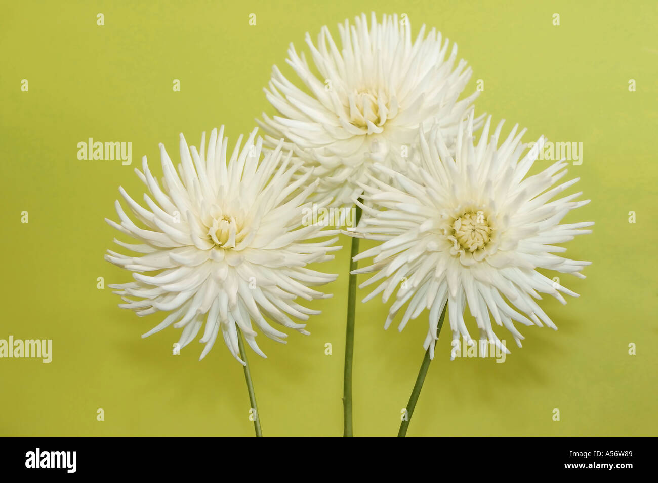 Tre piccoli dalie su sfondo di lime Foto Stock