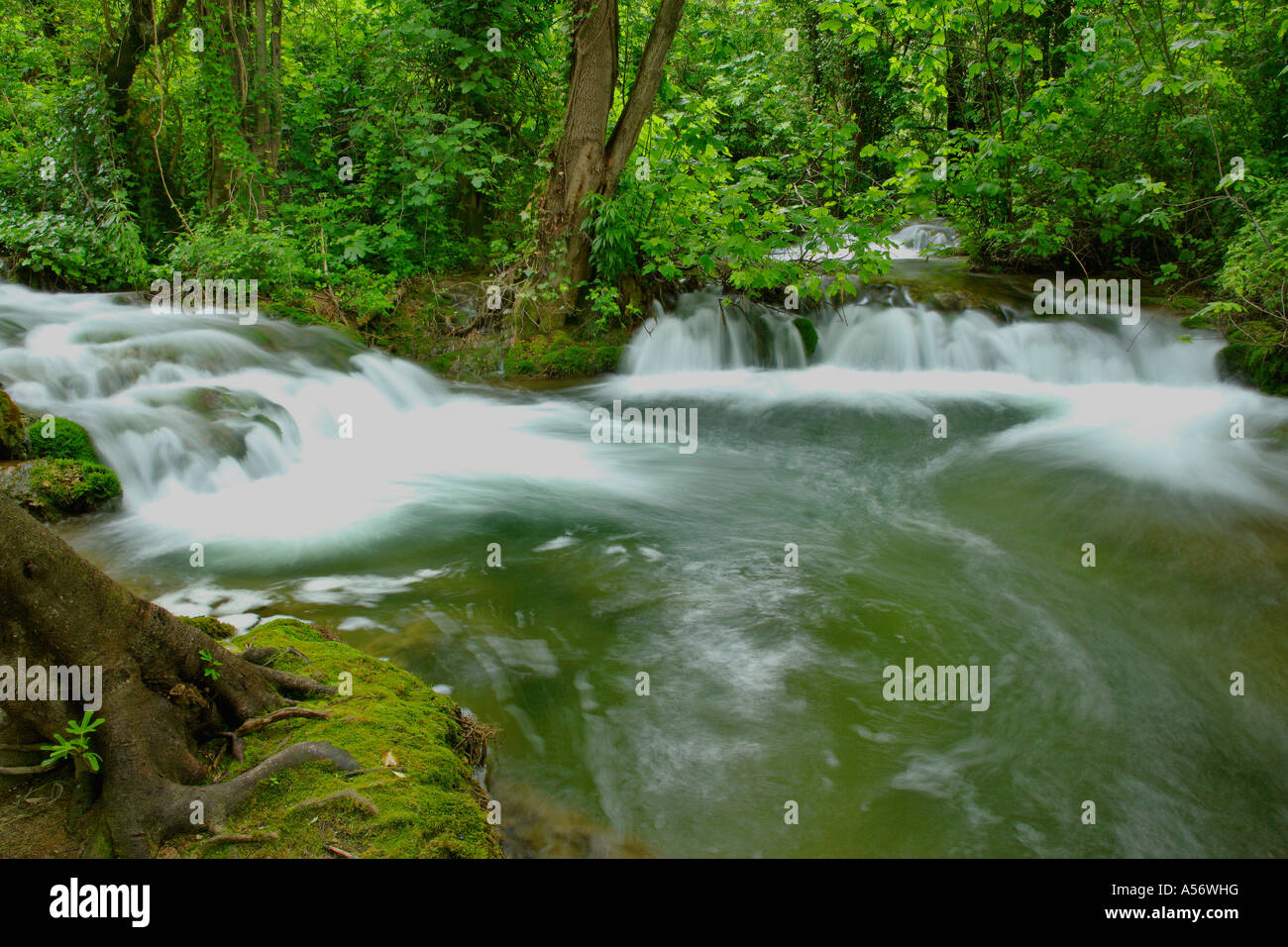 Der Kaskaden Krka im Wald Krka Nationalpark Kroatien cascate del fiume krka nella foresta Parco Nazionale di Krka Croazia Foto Stock