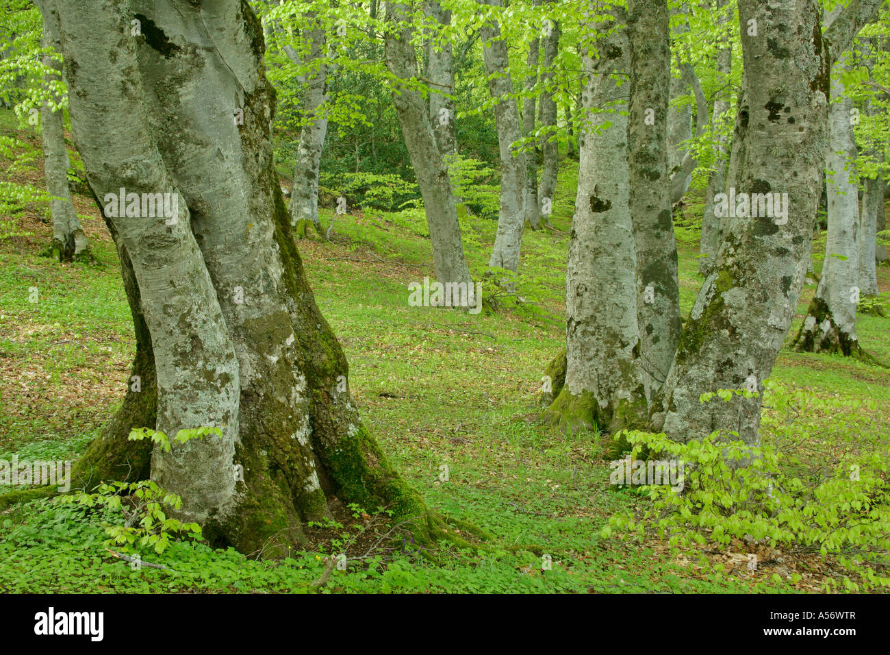 Abruzzo Italien appena germogliato di faggi Fagus sylvatica in San Antonio Foresta Parco Nazionale della Majella Abruzzian montagne Ita Foto Stock