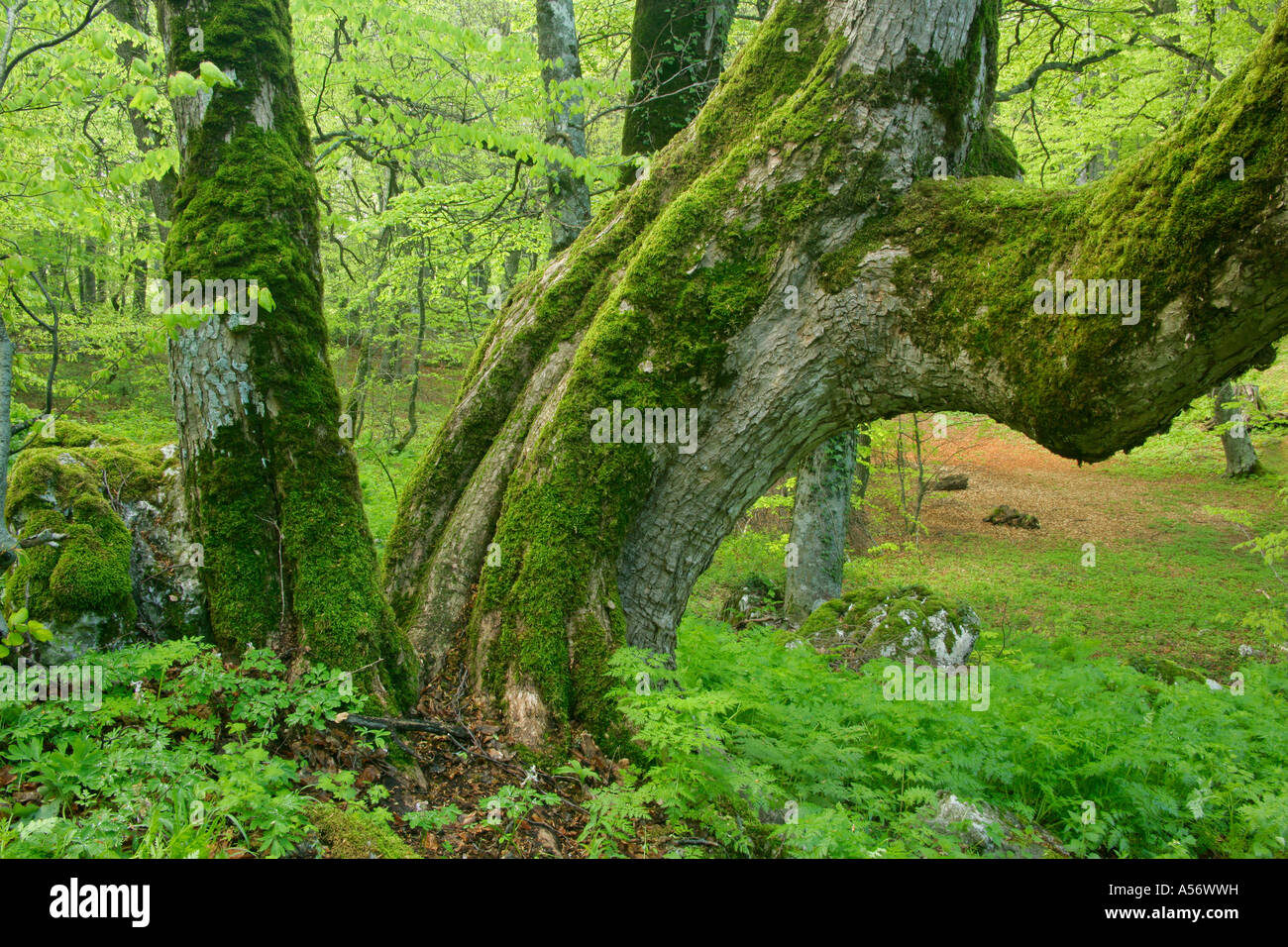 Alte Rotbuche Fagus sylvatica im Bosco di San Antonio Majella Nationalpark Abruzzo Italien antichi faggi Fagus sylvatica nel Foto Stock
