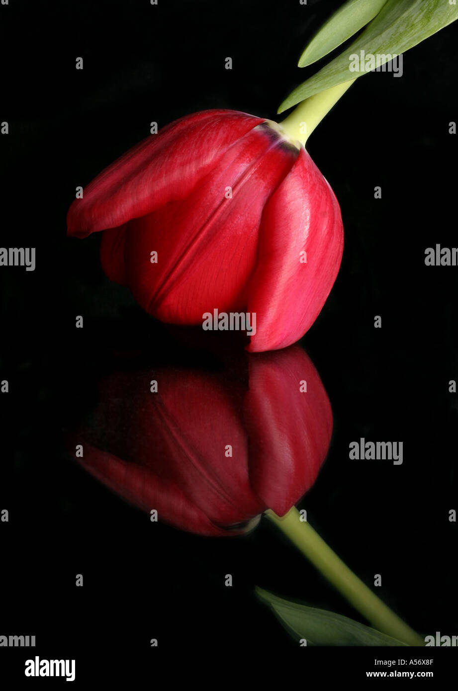 Un tulipano rosso e la sua riflessione in vetro Foto Stock