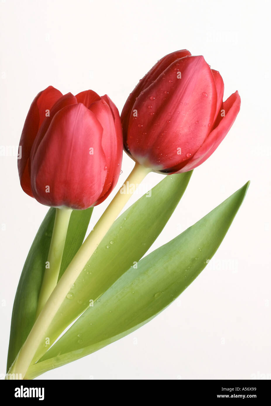 Due tulipani intrecciano in unione stare insieme amore romanticismo matrimonio Primavera di bellezza Foto Stock