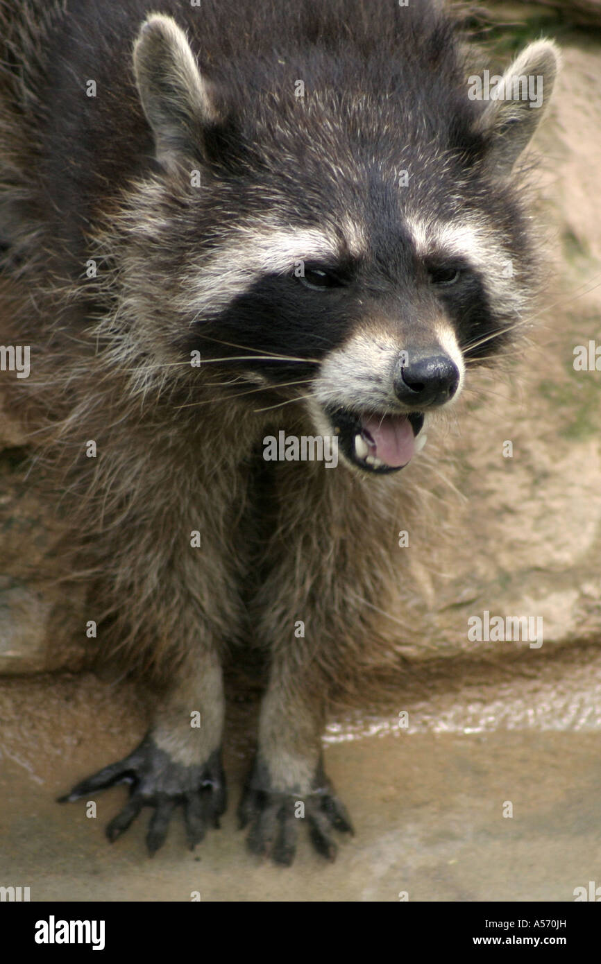 Waschbär Procione lotor Raccoon Foto Stock
