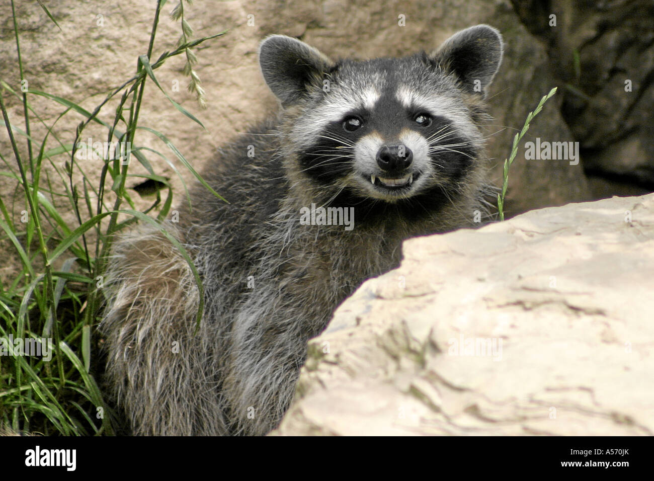 Waschbär Procione lotor Raccoon Foto Stock