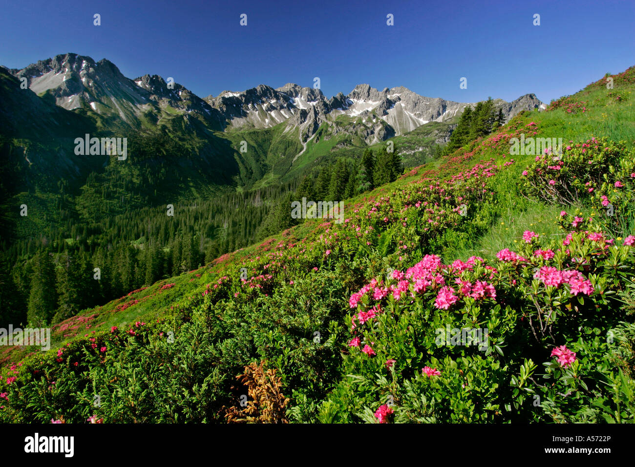 Rose Alpine Rhododendron ferrugineum in piena fioritura a Fellhorn con vista Kanzelwand Allgaeu Baviera Germania Foto Stock