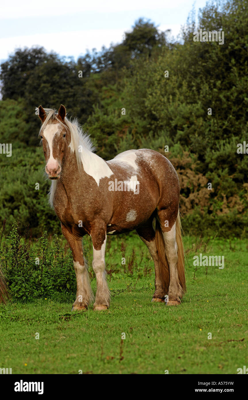 Tinker x mix warmblut Irlanda Foto Stock