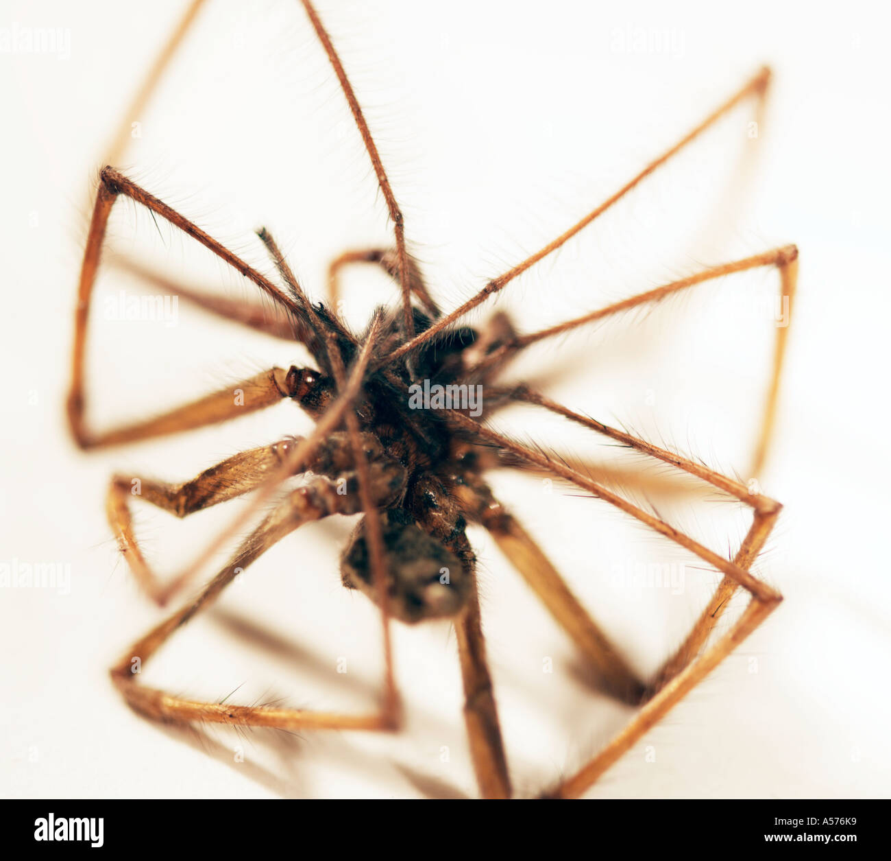Casa morta spider Tegenaria gigantea-domestica Foto Stock
