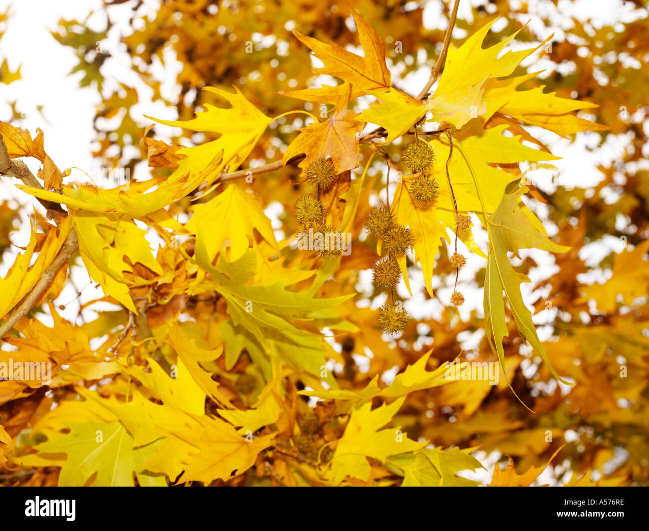 Sicomoro in autunno Foto Stock