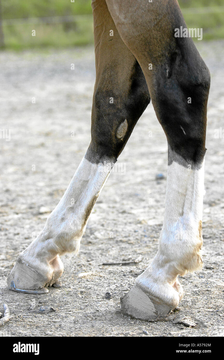 Paso Peruano Cavallo Foto Stock