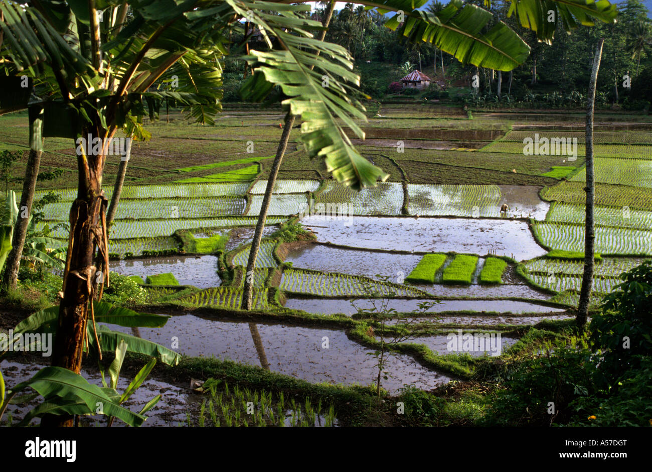Risaie terrazzate inondate con giovani piantine verdi e acqua riflettente incorniciata da palme e banani, nella valle rurale di Sumatra settentrionale, Indonesia Foto Stock