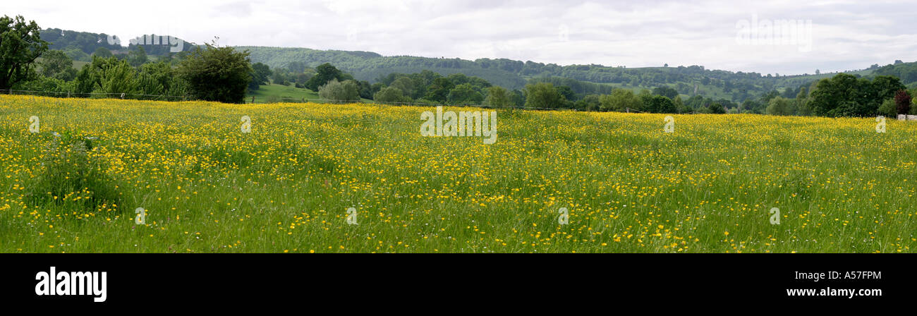 Regno Unito Worcestershire Cotswolds Broadway Hill e ranuncolo campi riempiti Foto Stock