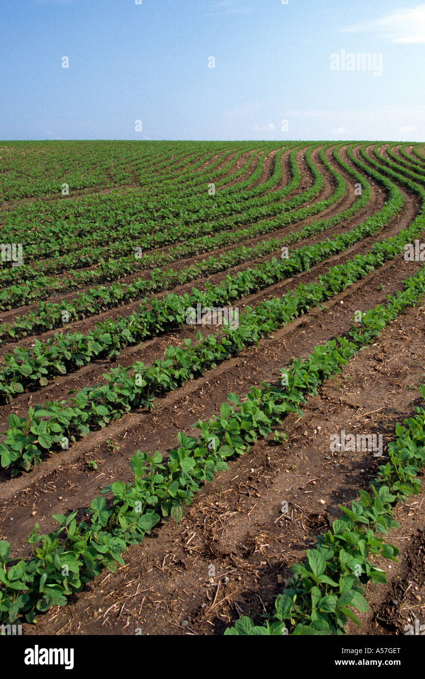 Campo di giovani fagioli di soia in E.S. MINNESOTA vicino a Hastings. Giugno. Foto Stock