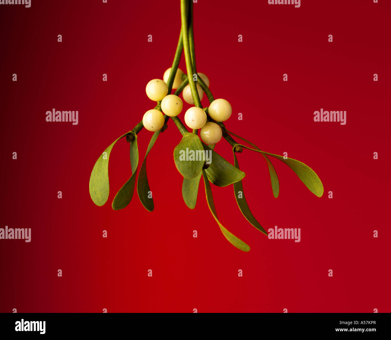 Un ramoscello sospeso di Mistletoe su uno sfondo rosso festivo Foto Stock