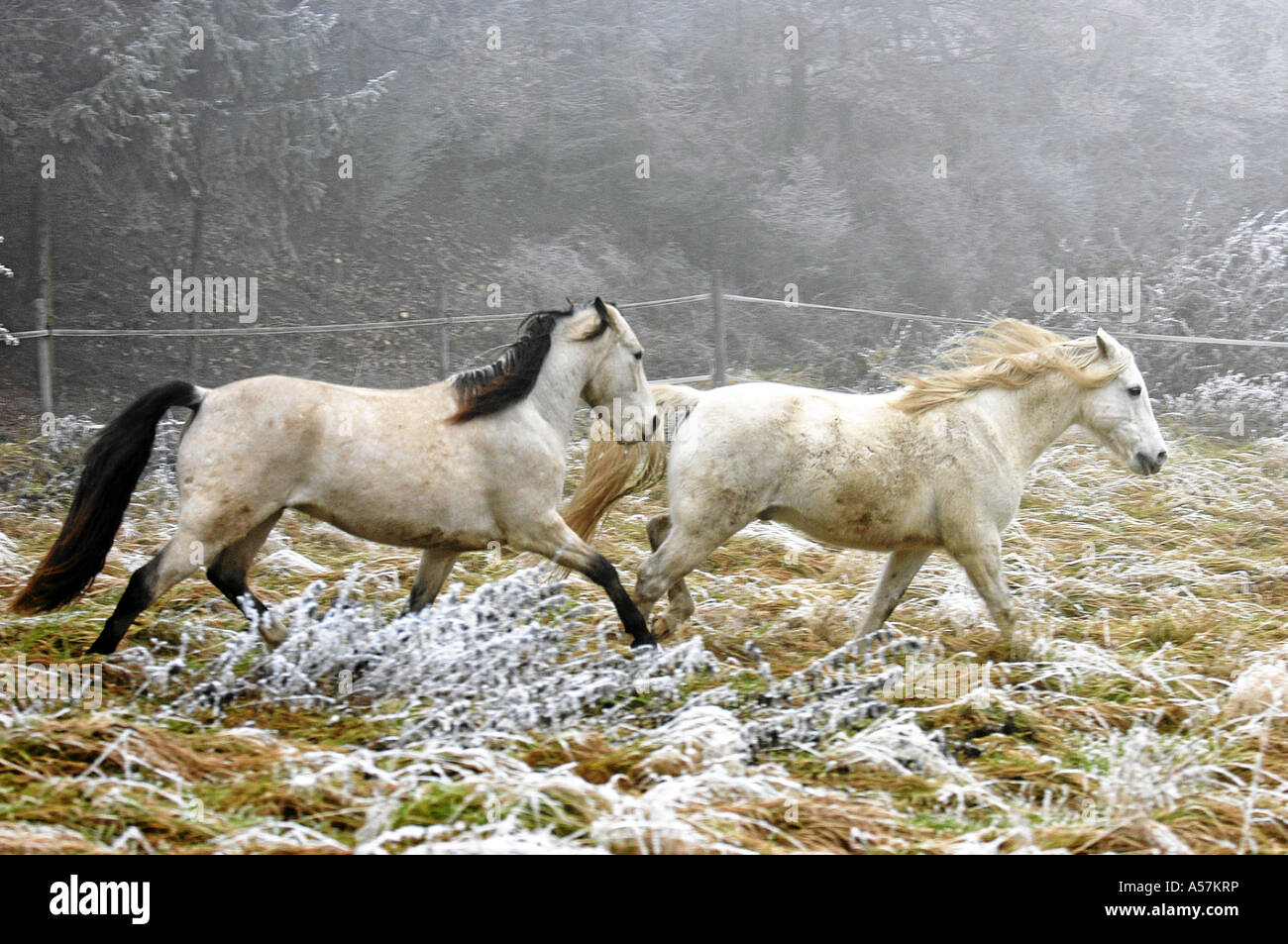 Mangalarga Marchador Cavallo Foto Stock