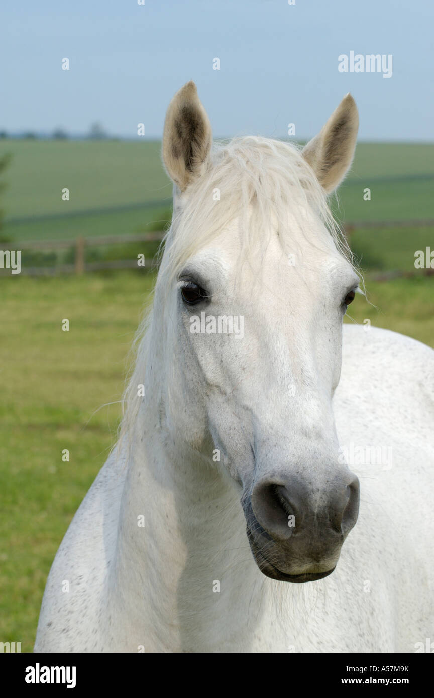 Pony Connemara mare Foto Stock