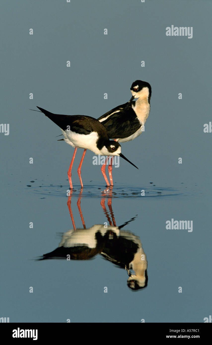 Nero- colli Stilt Himantopus mexicanus,adulti coppia prioir legame di coniugato,Texas, Stati Uniti d'America Foto Stock