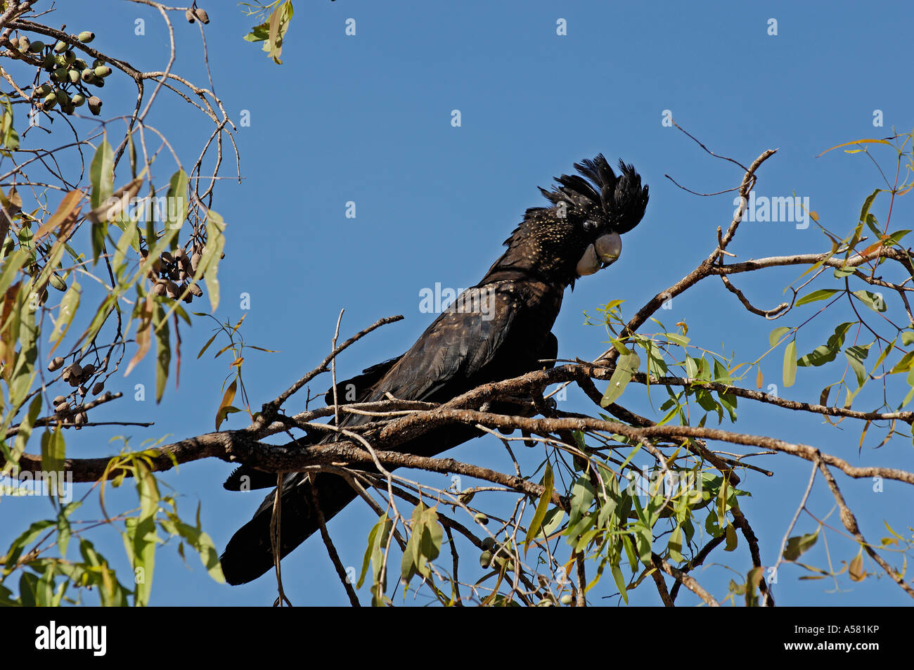 Calyptorhynchus banksii, Kakadu NP, nord del territorio, Australia Foto Stock