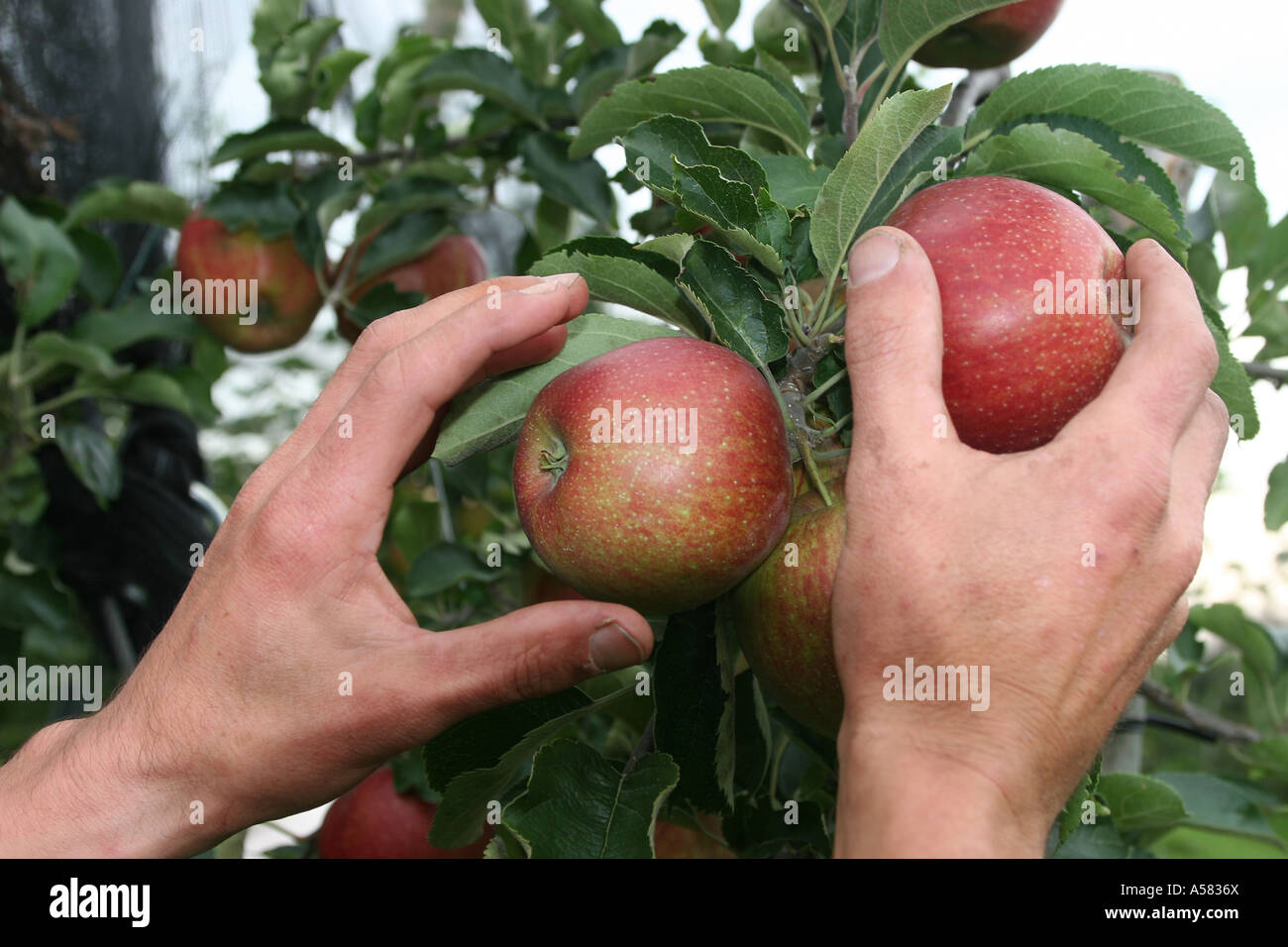 Le due mani sono la raccolta di mele da un albero Foto Stock