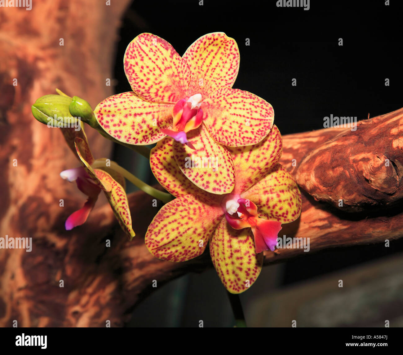 Fioriture di Phalaenopsis orchidee ibrido Foto Stock