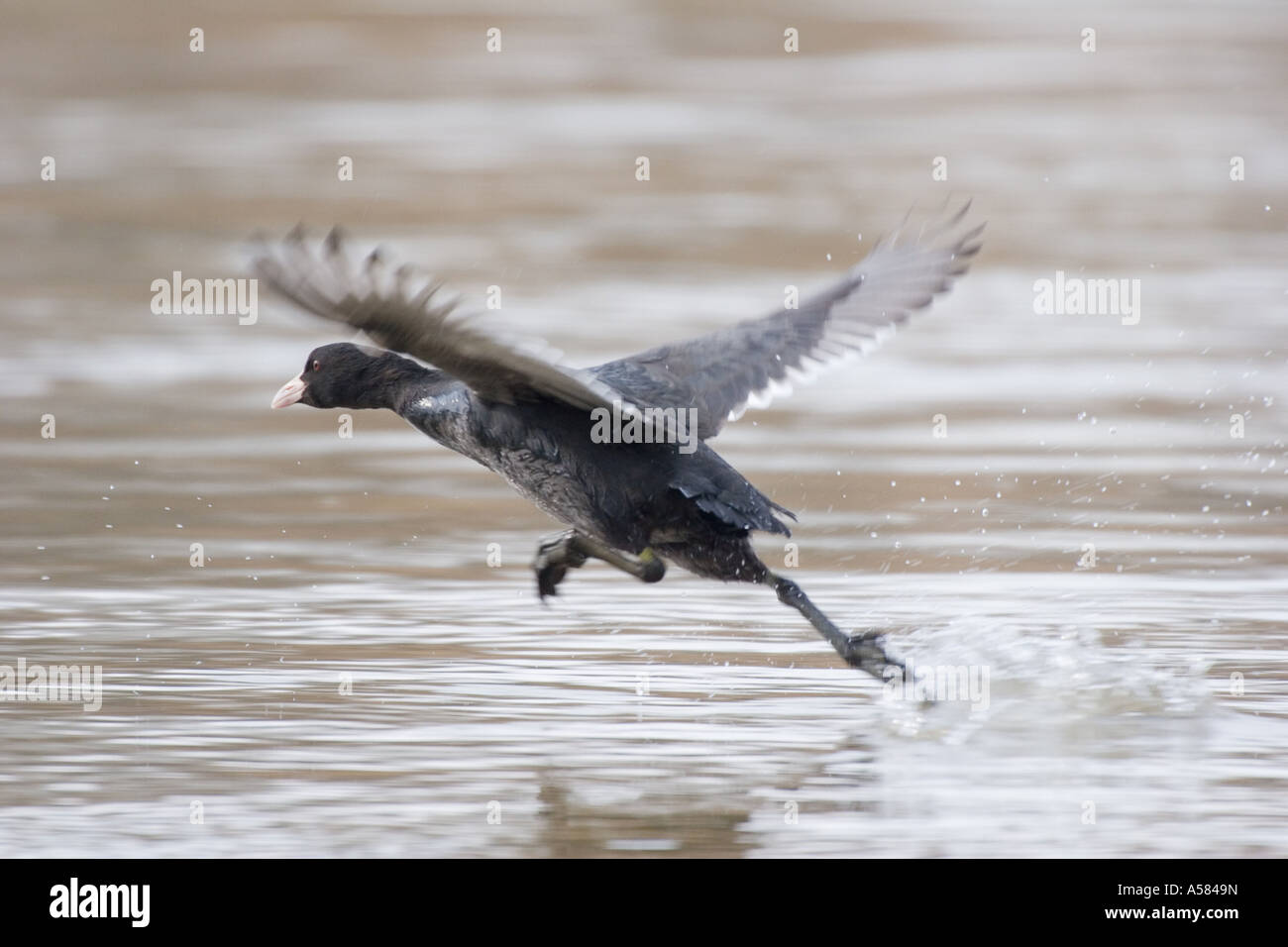 Eurasian folaga (fulica atra) Foto Stock