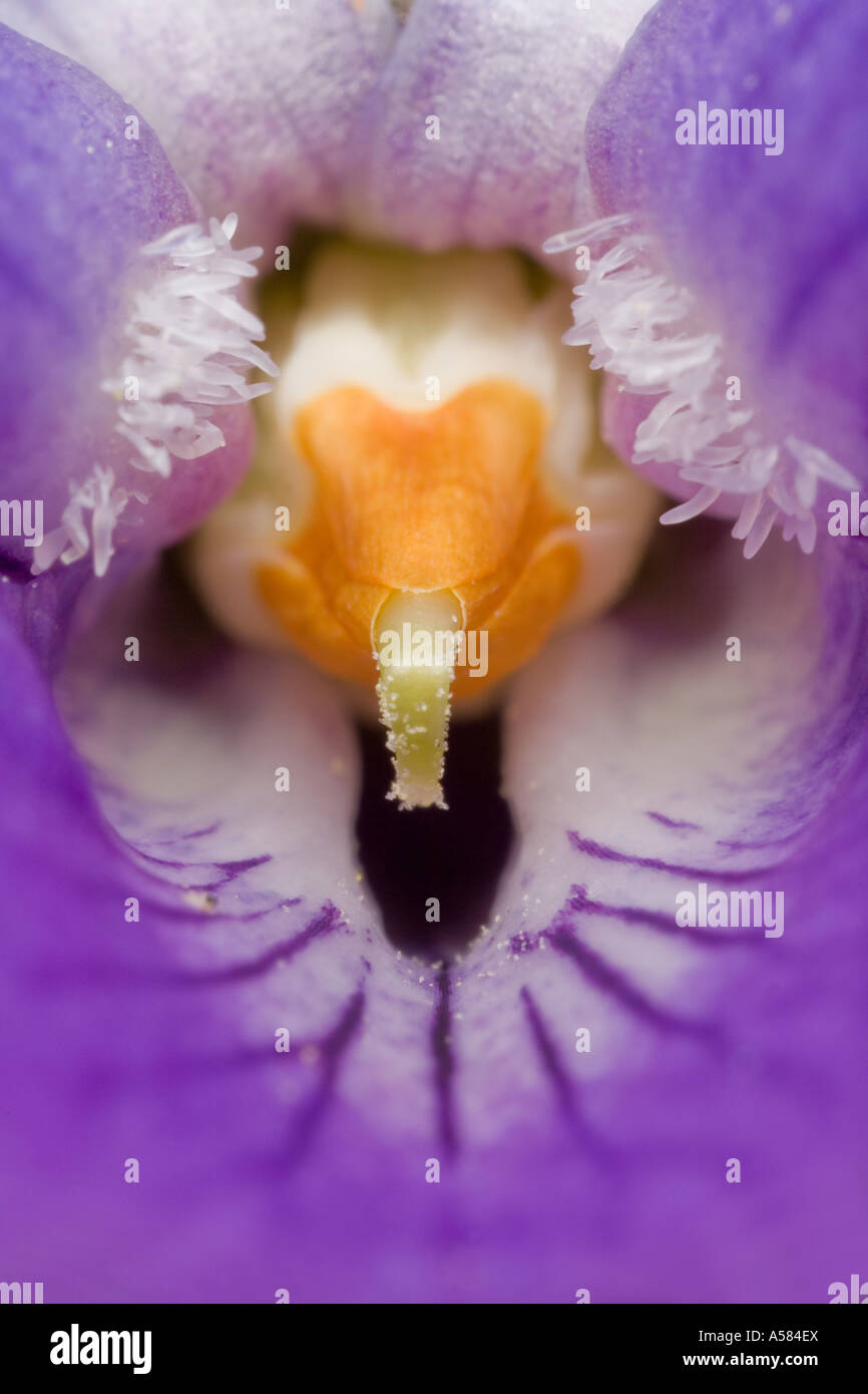 Viola (Viola odorata) Foto Stock