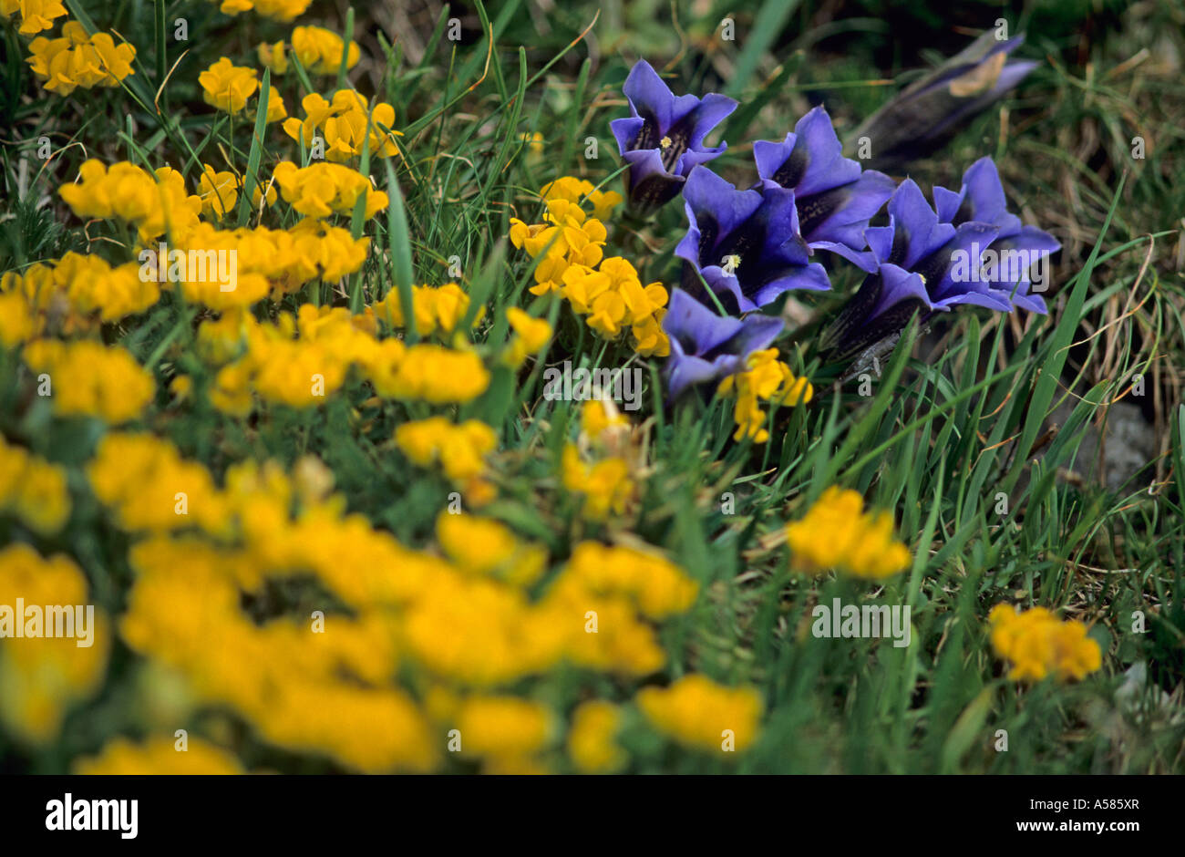 Tromba genziana Gentiana acaulis e Horseshoe vetch Hippocrepis comosa Foto Stock