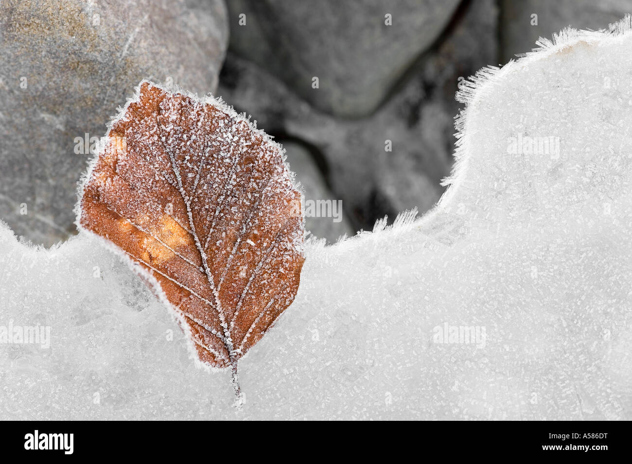 Congelati hoarfrosted foglia di faggio Foto Stock