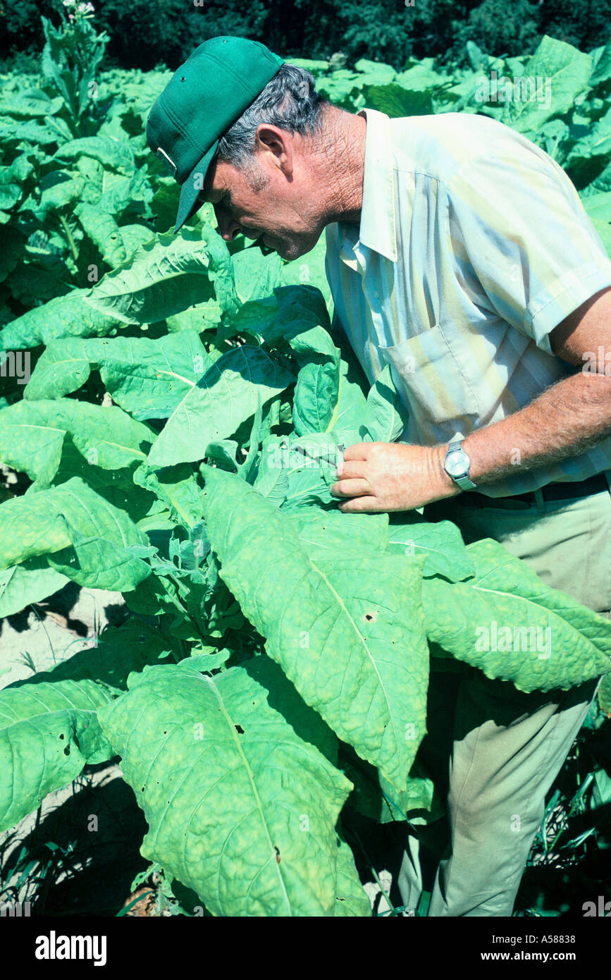 Coltivatore di tabacco che è strettamente ispezione grandi foglie di tabacco in Carolina del Nord Foto Stock