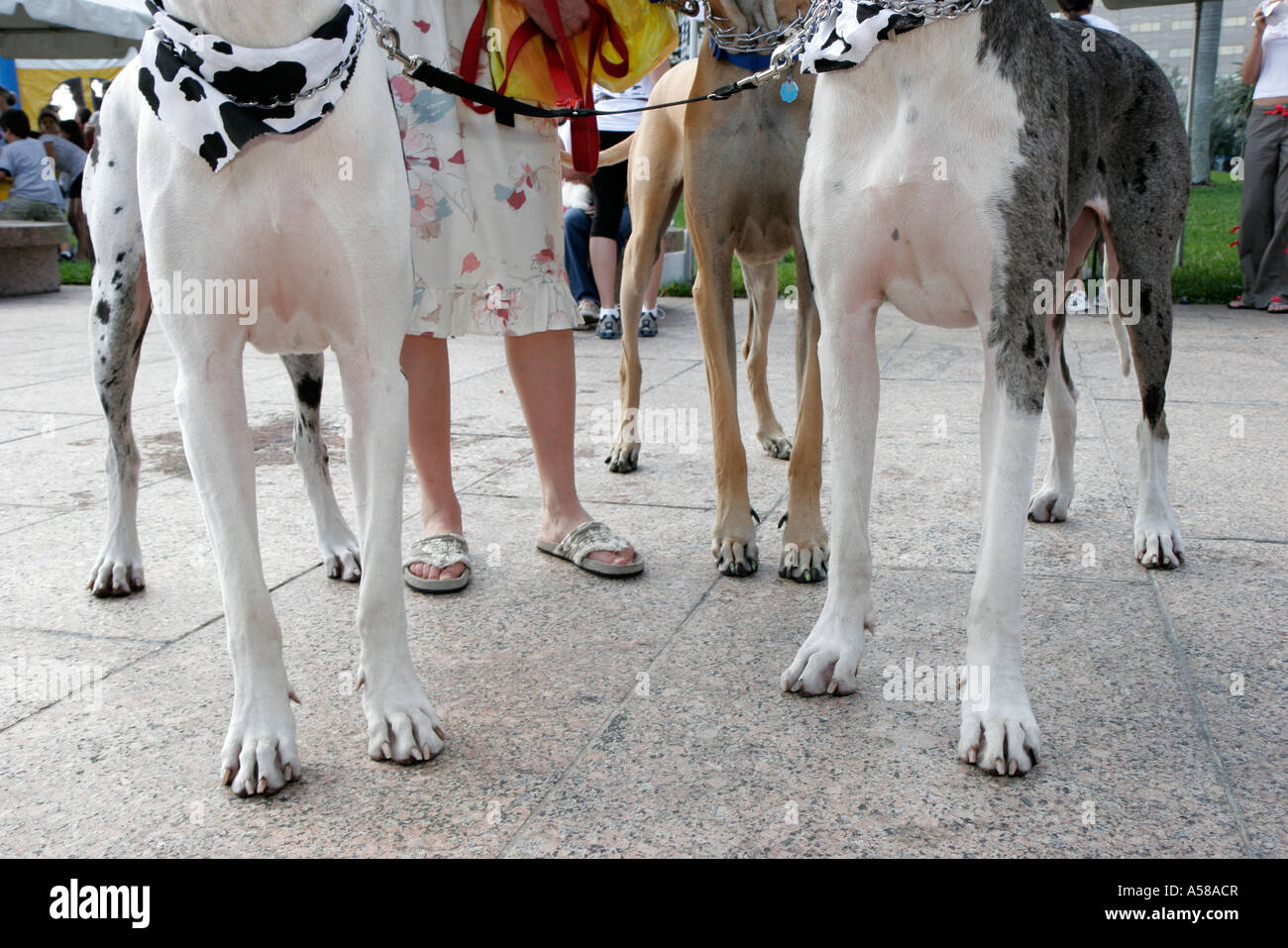 Miami Florida,Bayfront Park,Purina Walk for the Animals,fundraiser,corporate,sponsor Animal,Great Dane Legs,Big Tall dog,FL07022224035 Foto Stock