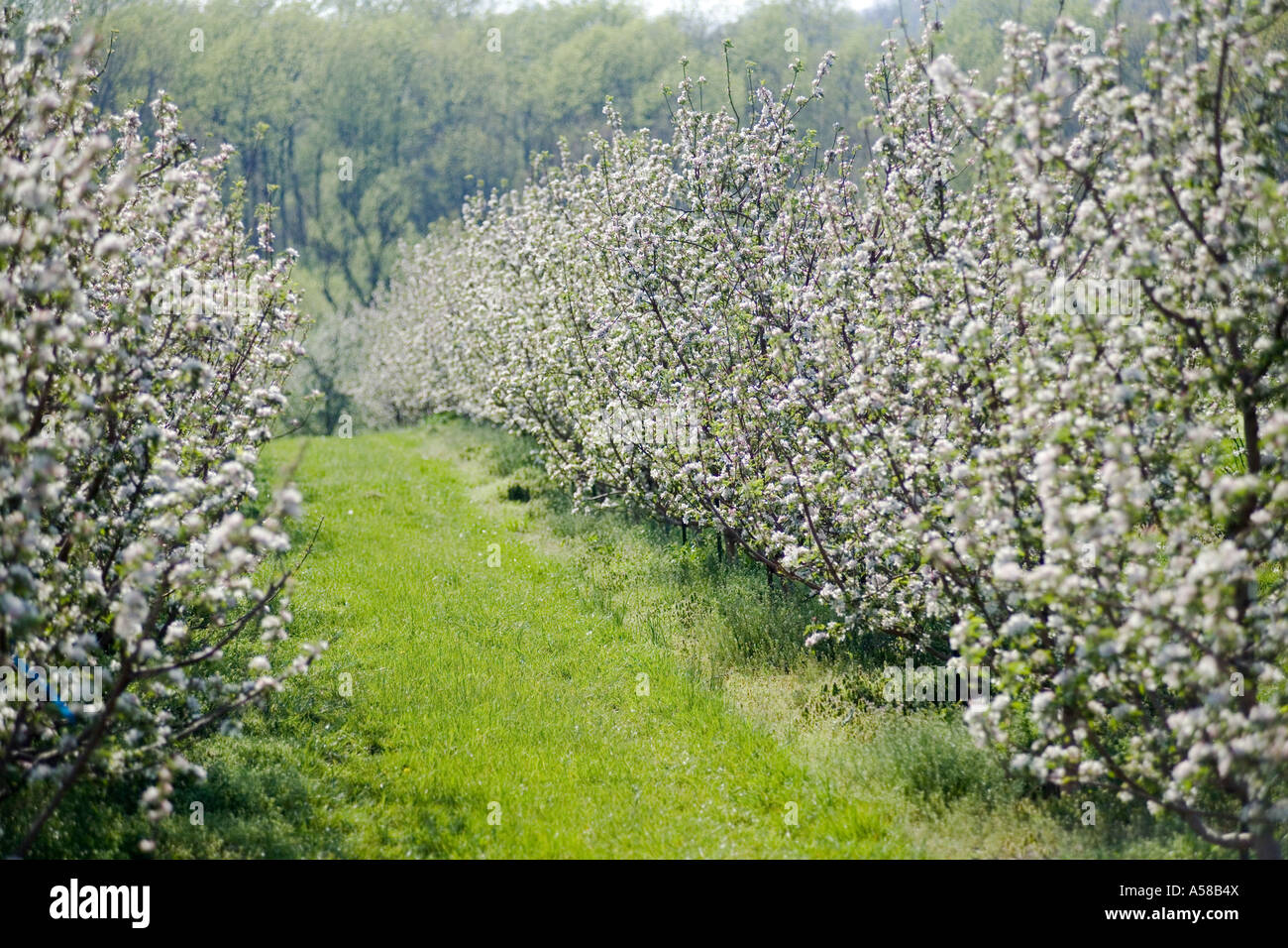 Fiori di Apple in un frutteto di Southern Illinois Foto Stock