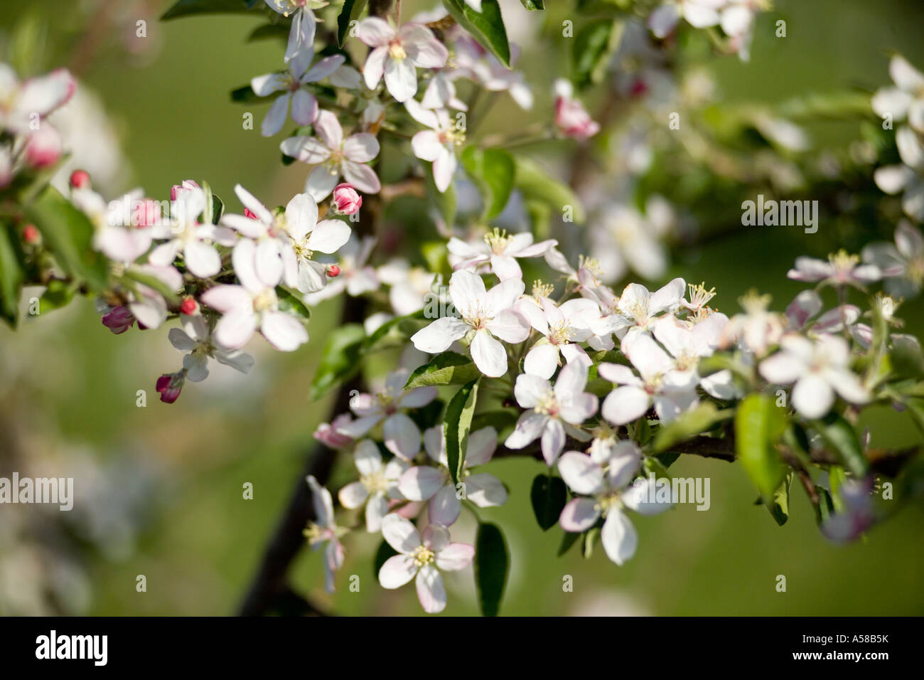Fiori di Apple in un frutteto di Southern Illinois Foto Stock