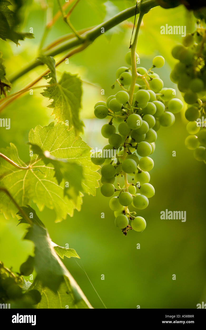 Alto vigneto di Southern Illinois Foto Stock