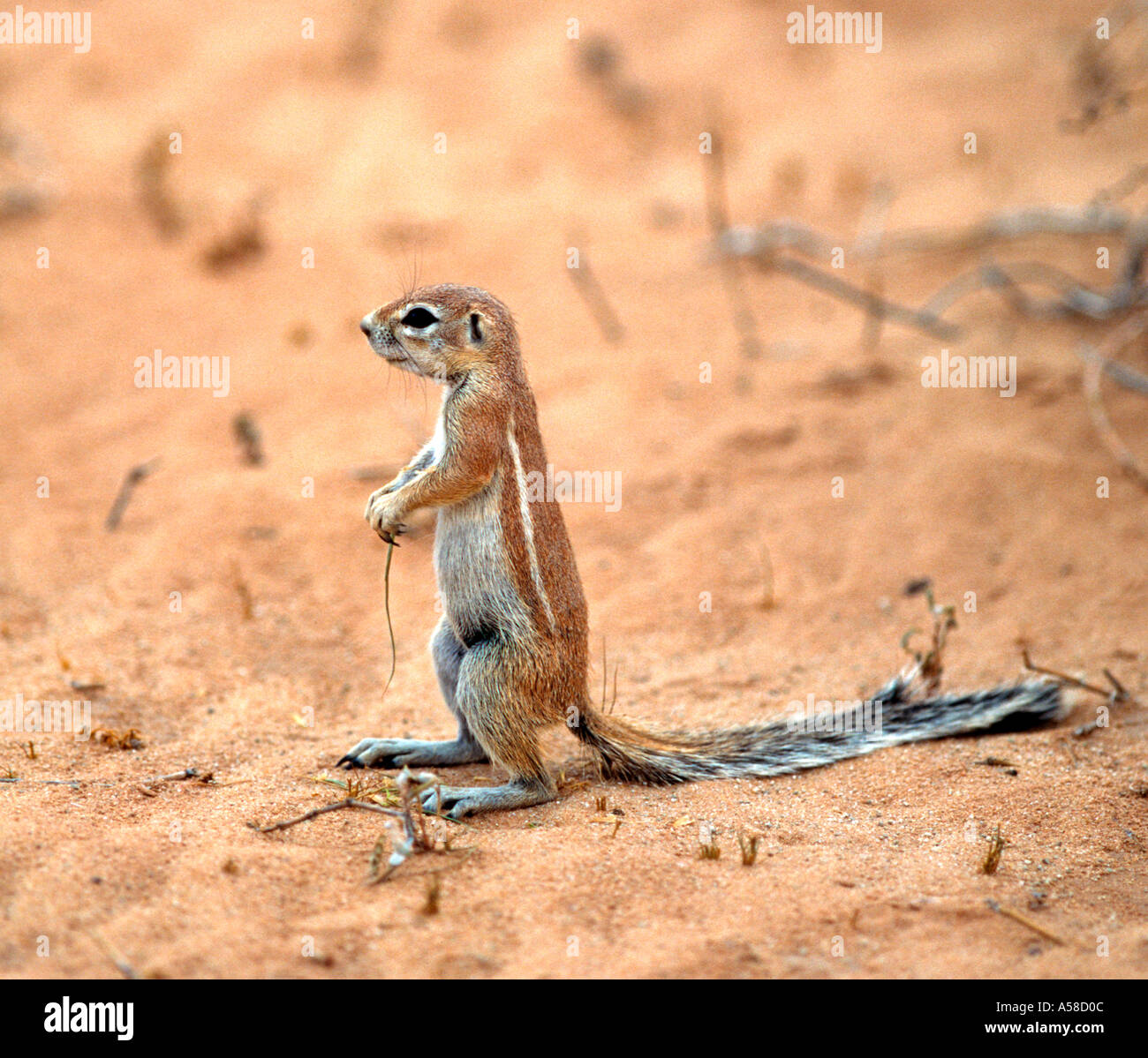 Animali Scoiattolo di terra Foto Stock