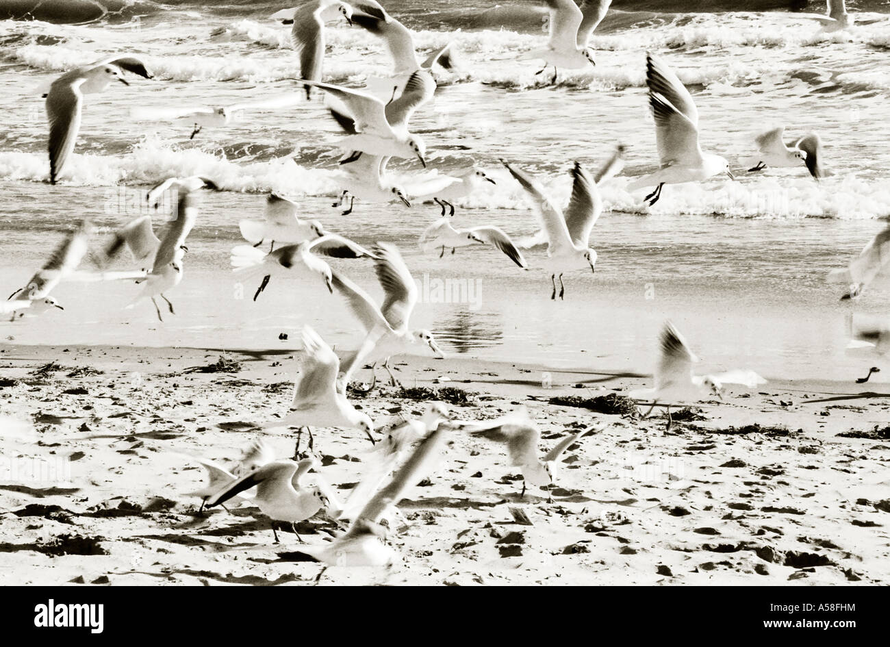 Tinto nero e bianco paesaggio immagine del Gregge di gabbiani sulla spiaggia. Foto Stock
