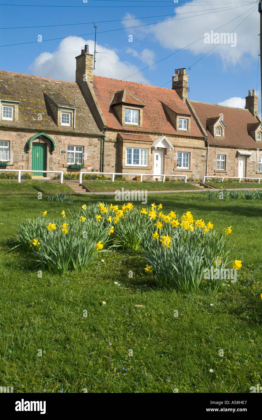 dh Scottish Rural houses FOULDEN VILLAGE BORDERS SCOTLAND Daffodils cottages row britain house uk Foto Stock