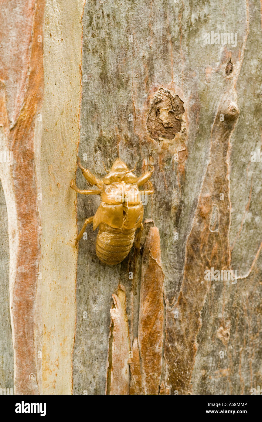 Cicala (Cicadoidea sp.), exuvium nymphal vuoto caso sul tronco di eucalipto, Queensland, Australia Foto Stock