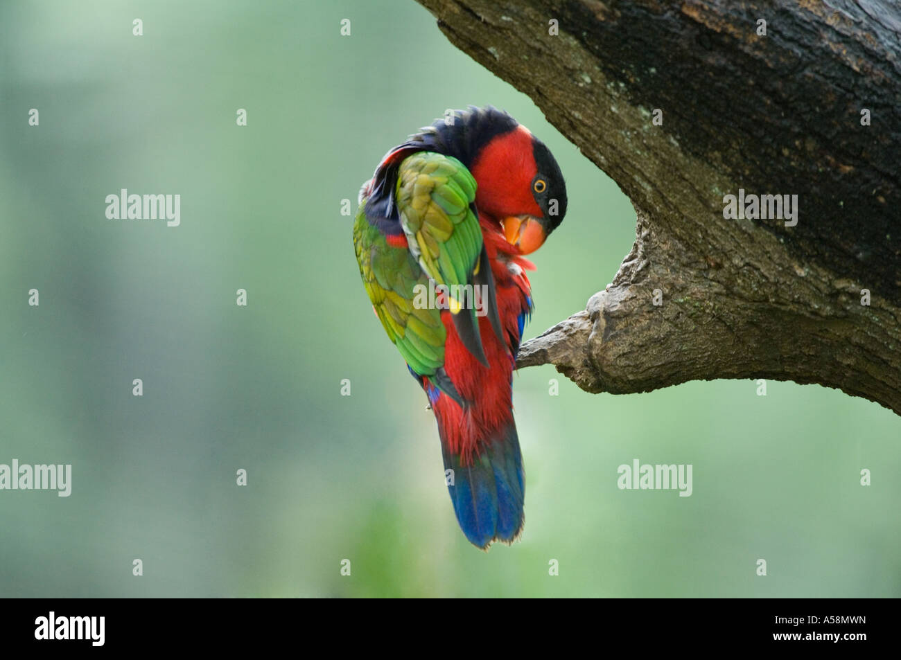 Nero-capped Lory (Lorius lory) adulto, preening, Lory Loft Jurong BirdPark Singapore Foto Stock