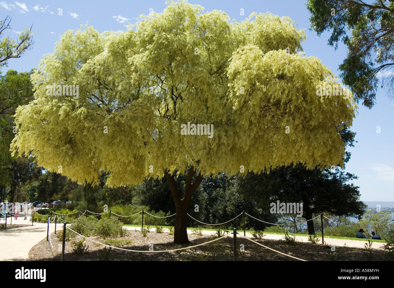 Variegata di menta piperita Tree (Agonis flexuosa) abitudine, cascante fogliame giallo, Australia occidentale Foto Stock