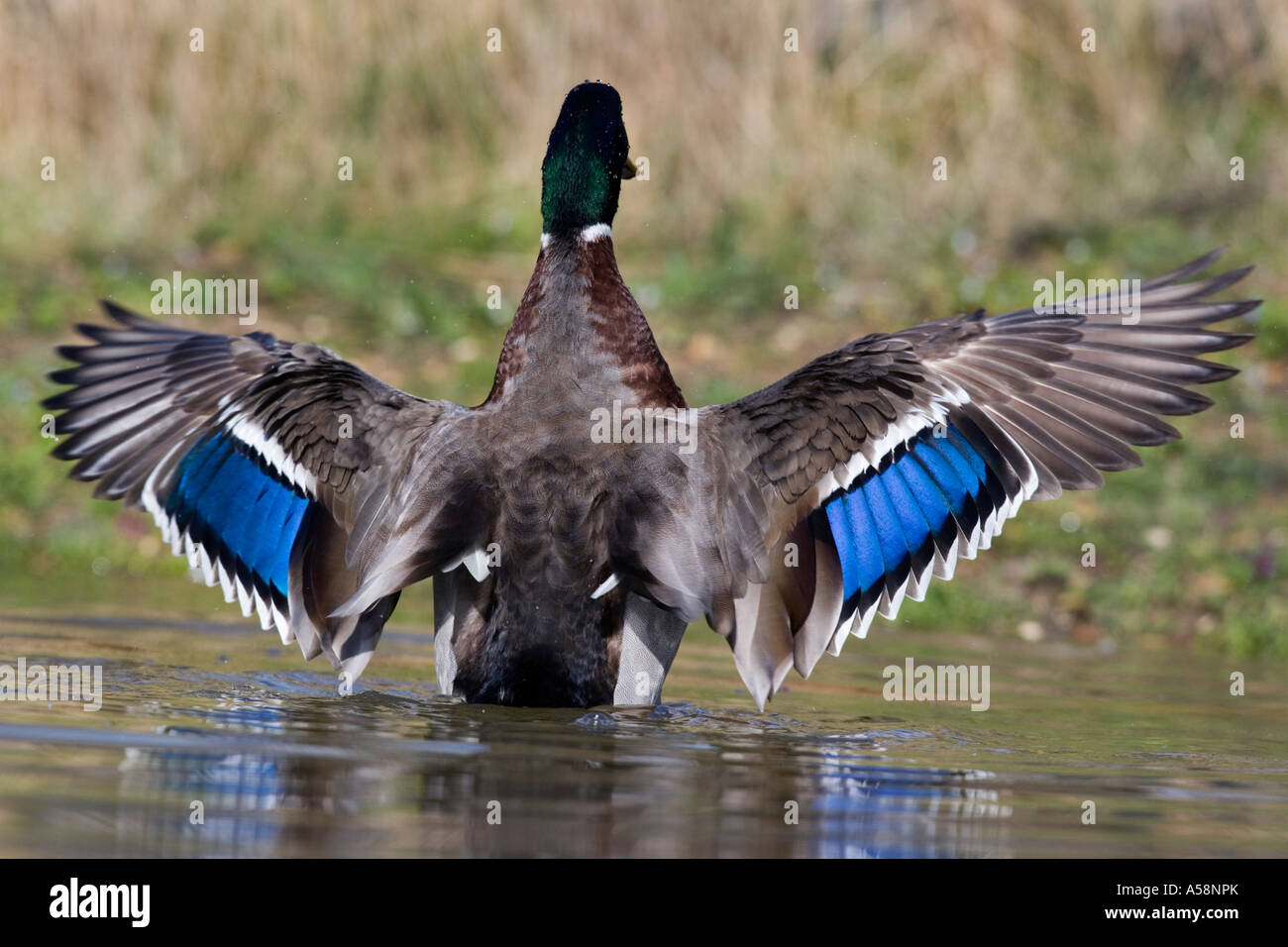 Maschio di Germano Reale Anas platyrhynchos con ali distese che mostra barre parafango potton bedfordshire Foto Stock