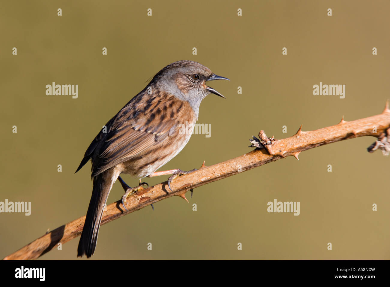 Dunnock Prunella modularis arroccato su rovo cercando di avviso e di cantare con bella fuori fuoco sfondo Sandy Bedfordshire Foto Stock