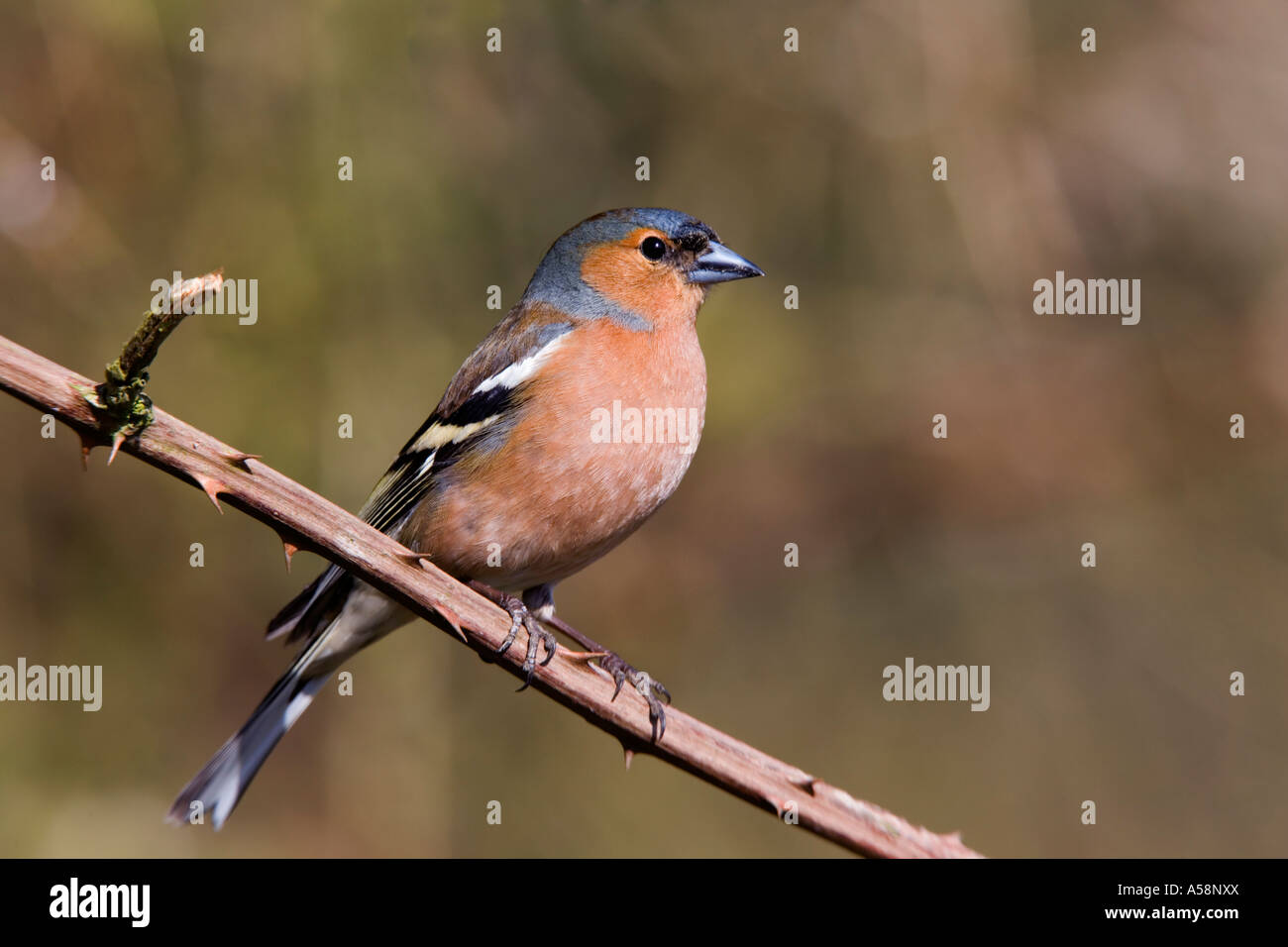 Maschio di fringuello Fringilla coelebs sat su rovo cercando avviso con bella fuori fuoco sfondo Sandy Bedfordshire Foto Stock