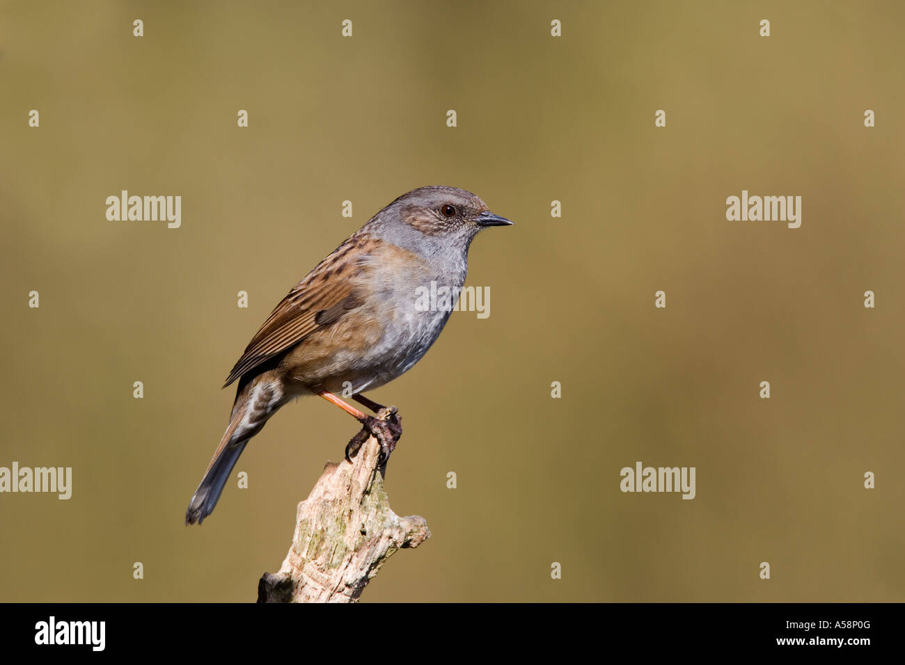 Dunnock Prunella modularis appollaiato sul moncone cercando avviso con bella od sfondo focus Sandy Bedfordshire Foto Stock