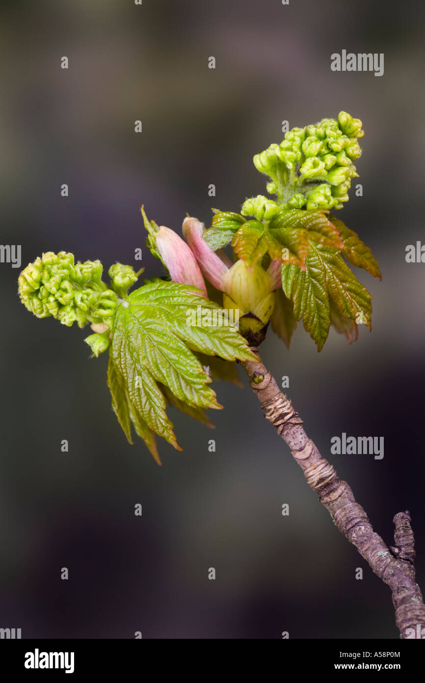 La molla nuova crescita di acero - Acer pseudoplatanus con bella fuori fuoco sfondo potton bedfordshire Foto Stock