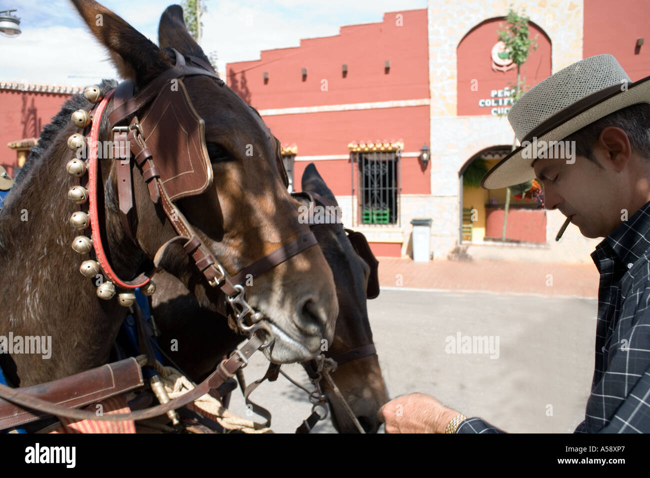 Mulattiere tendendo i muli - Fuengirola Feria - Spagna Foto Stock