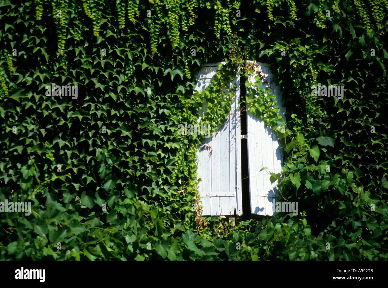 Ivy cresce attraverso bianco finestra ritagliata Lavergne Lot Francia Foto Stock