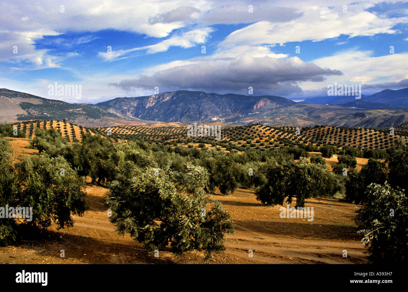 Alberi di olivo in Andalusia Spagna spagnolo Montagne Paesaggio sun Foto Stock