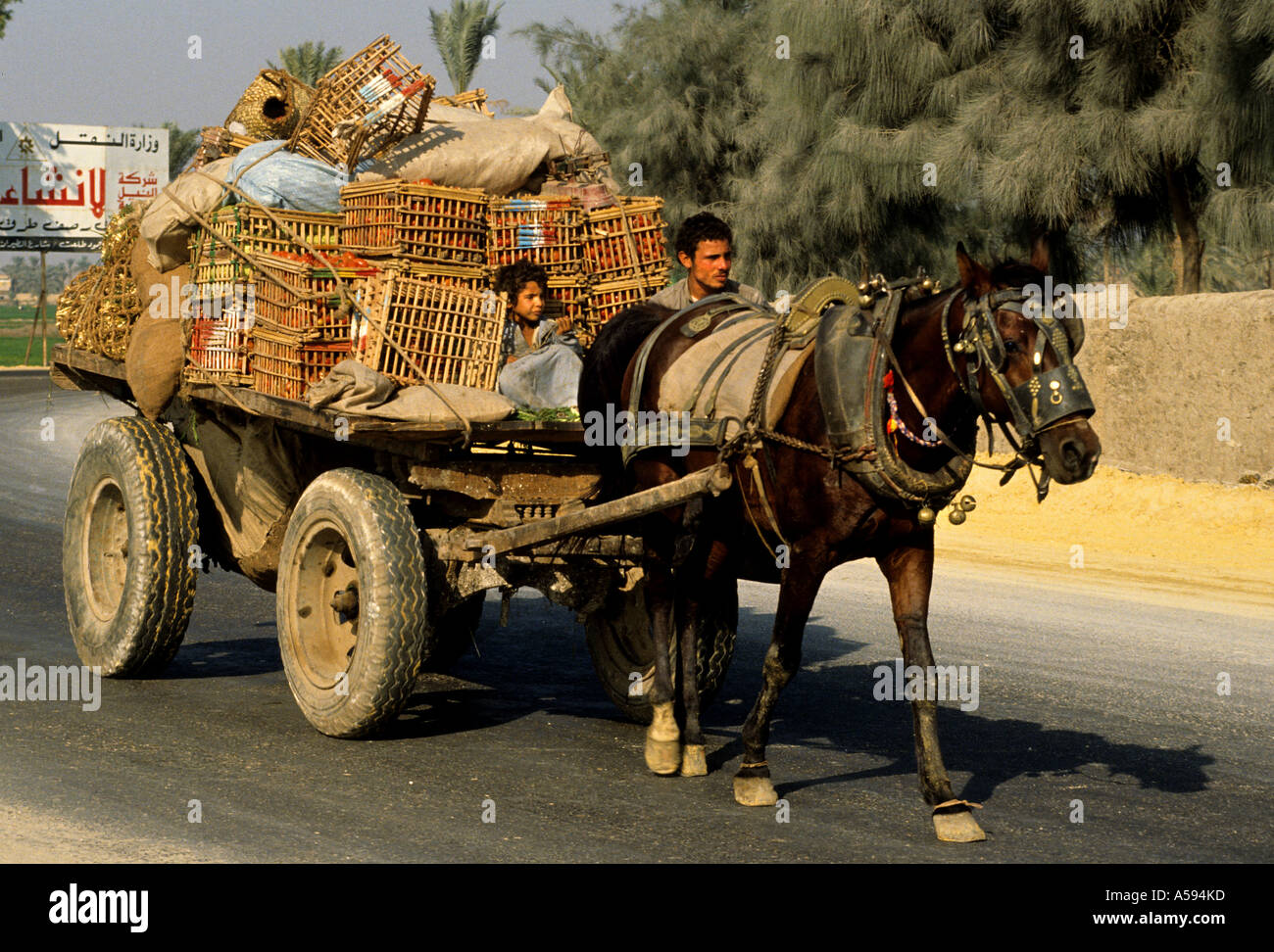 Ragazza egiziano Egitto Trasporti Trasporti cavalli uomo carrello Foto Stock