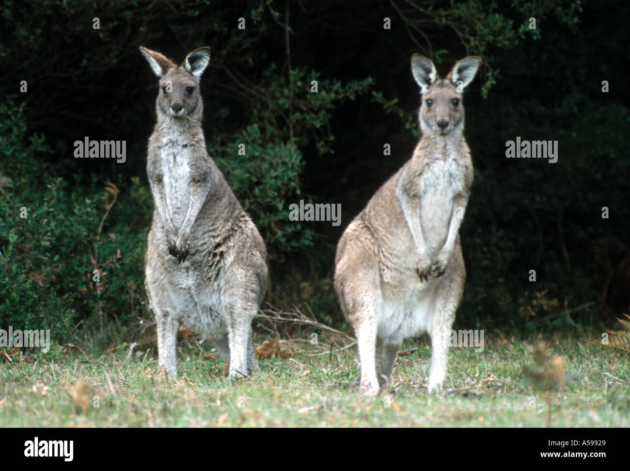 Due canguri su Kangaroo Island in Australia Foto Stock