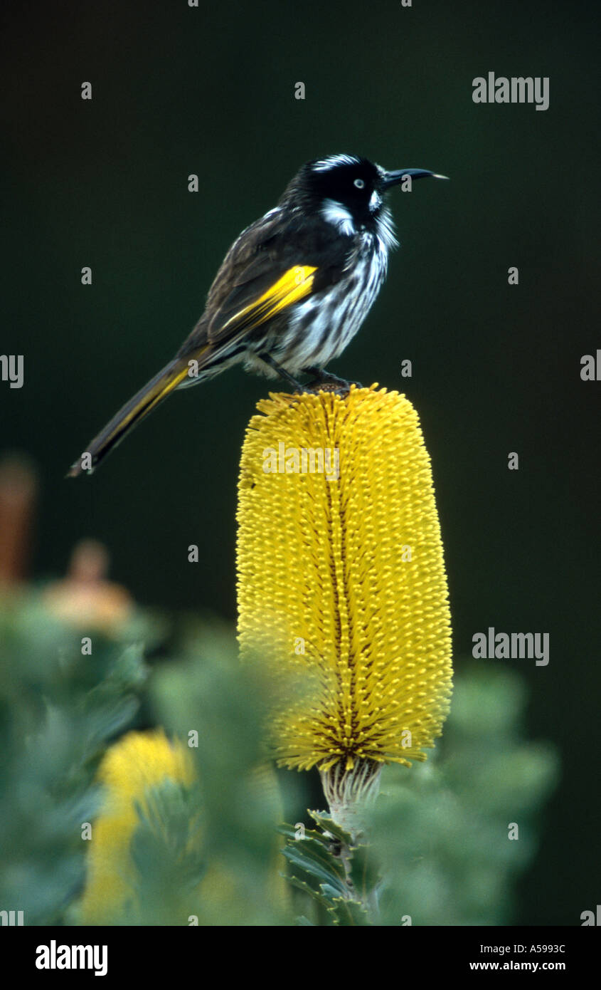 New Holland Honeyeater su un Banksia in Sud Australia Foto Stock