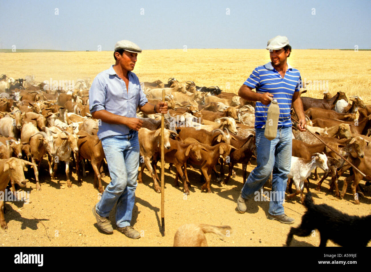 Lo spagnolo Pastore pastore Spagna allevamento del pastore sheepdog cane Andalusia Foto Stock